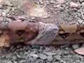 snake-shed-skin