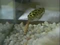 Green Spotted Puffer Fish Eats MealWorm Green Spotted Puffer Fish Eats MealWorm