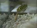 Green Spotted Puffer Fish Eats MealWorm