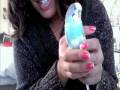 No Tweet from a Shy Parakeet