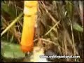 Pescaria no ch�o de mato no Pantanal - MT - Brasil