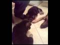 1226429400_small_quality.avi