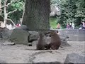 Monkey Business: Baboons