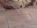 AlcuiShort.mov