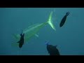 Maldives Dive Safari