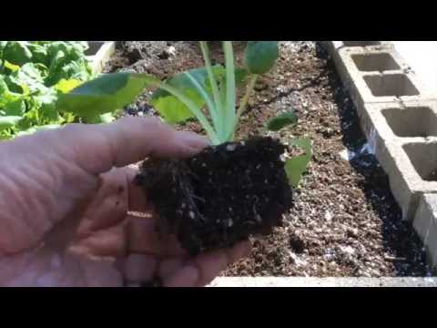 how to transplant turnips