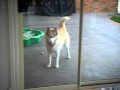 WALK TIME! Husky going NUTS!