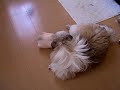 ?????shih-tzu