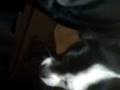 videos de Best Dog Fight In The History of Time!!!
