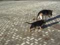 videos de Debutto Raissa