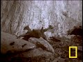 Assassin Bug vs. Bat Assassin Bug vs. Bat