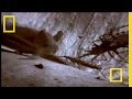 Assassin Bug vs. Bat