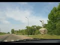 V. Coj - Habarovsk Tour