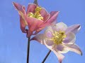 Colombine(Aquilegia caerulea).wmv
