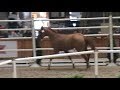 Dublin Van Overis Z