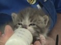 Bottle kitties + weaned -  Columbus Day '09