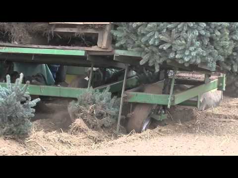 how to replant blue spruce