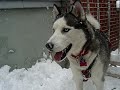 Kaiser Playing in the Snow 08
