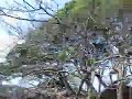 一番うるさいセミ　Extreme Noisy Cicada