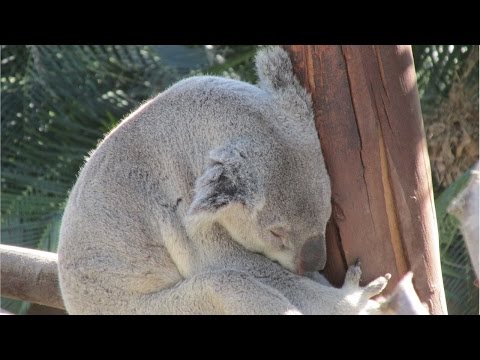 The San Diego Zoo Balboa Park Part 2