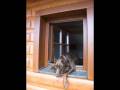 videos de Doberman NEXO