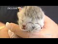 A kitten with two faces A kitten with two faces