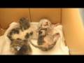 videos de A kitten with two faces