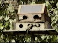 Birdies delight