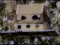 Birdies delight