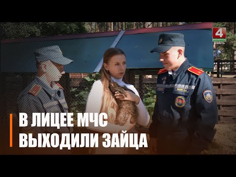 Залечили раны и кормили кошачьим молоком. Сотрудники лицея МЧС выходили зайца-найдёныша видео