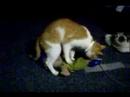 i know what your stuffed animal did last night!