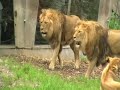 Borås Djurpark-Zoo Borås Djurpark-Zoo