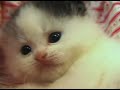 Video Vorschau
