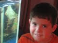 13inch Oscar Fish