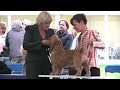 Richmond Best in Show 2011