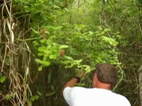 how to harvest vanilla beans