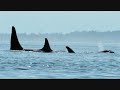 Orca Summer August 2008
