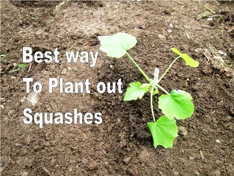how to transplant squash