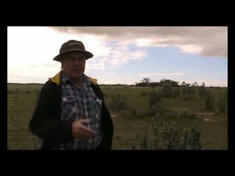 Saltbush in our farming system