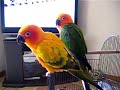 Marley & Cera Sun/Jenday Conures Part 7