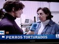 Perros torturados en C�ceres (I)