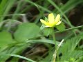 Foraging For Wild Plants 1 - In Yer Back Yard Foraging For Wild Plants 1 - In Yer Back Yard
