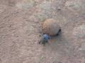 videos de KEN_DungBeetle NairoNatlPark