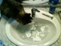 Kitten hate Gillette