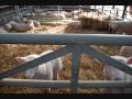 A Day Out At Mead Open Farm