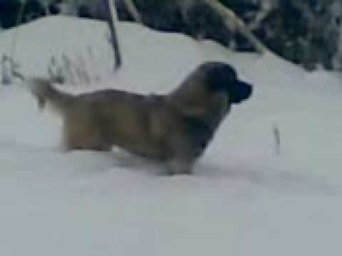 Qeni+i+sharrit+ne+gara