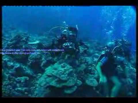 Shark diving in French Polynesia