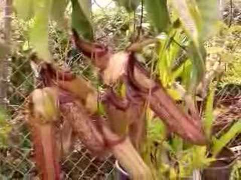 Nepenthes - Carnivorous Plants of ...