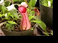 Nepenthes - Carnivorous Plants of Southeast Asia
