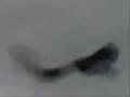 STORMO DI UCCELLI NEL CIELO DI FOLIGNO